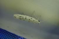 Yponomeuta