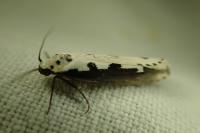 Ethmia bipunctella