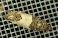 Spilonota ocellana