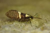 Dasycera oliviella