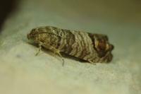 Cydia pomonella