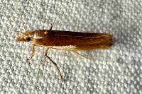 Ypsolopha parenthesella