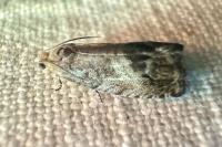 Cydia splendana