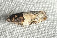 Gypsonoma dealbana