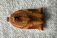 Archips podana