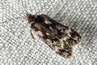 Anacampsis blattariella/populella