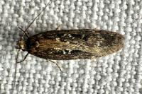 Gelechia sororculella