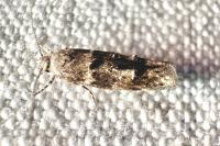 Exoteleia dodecella