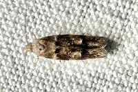 Exoteleia dodecella
