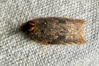 Acleris