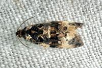 Endothenia gr. gentianaeana