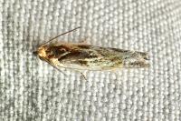 Eucosma gr. cana