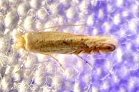 Phyllonorycter quercifoliella