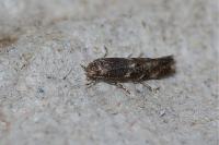 Elachista