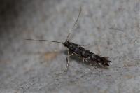 Parectopa ononidis