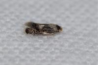 Ectoedemia