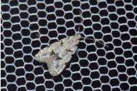 Symmoca signatella