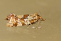 Aethes hartmanniana