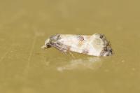 Brevicornutia pallidana