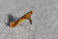 Caloptilia