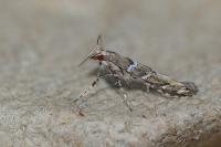 Acrocercops brongniardella