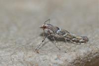 Acrocercops brongniardella