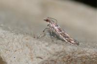 Acrocercops brongniardella