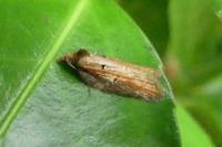 Acleris hastiana