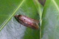 Acleris hastiana