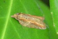 Acleris hastiana