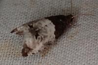 Notocelia roborana