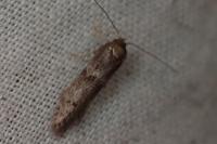 Blastobasis phycidella