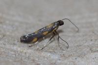 Euspilapteryx auroguttella