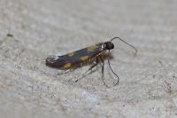Euspilapteryx auroguttella