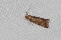 Brachmia blandella