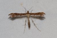 Oxyptilus
