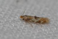 Bucculatrix ulmella