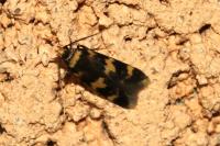 Oegoconia caradjai