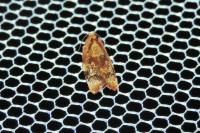 Ditula angustiorana