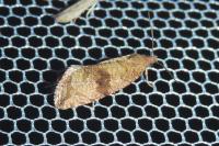 Celypha striana