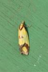 Agapeta zoegana