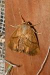 Apoda limacodes