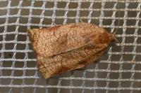 Archips podana
