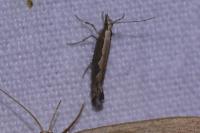 Plutella xylostella