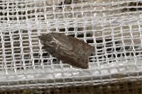 Acleris sparsana