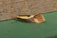 Harpella forficella