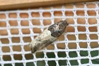 Gypsonoma aceriana