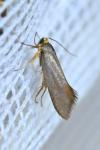 Crassa unitella