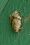 Clepsis consimilana