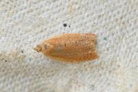 Clepsis consimilana